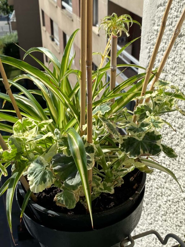 Pélargonium et Chlorophytum au printemps sur mon balcon parisien, Paris 19e (75)