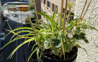 Pélargonium et Chlorophytum au printemps sur mon balcon parisien, Paris 19e (75)