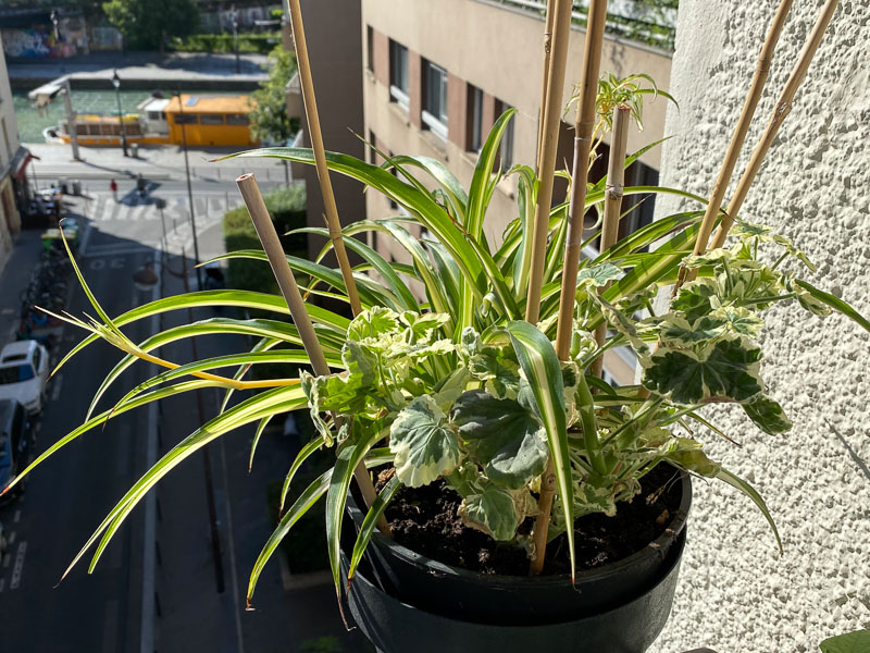 Pélargonium et Chlorophytum au printemps sur mon balcon parisien, Paris 19e (75)