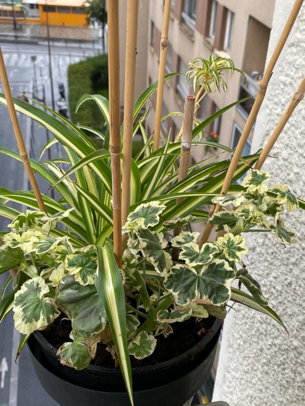 Pélargonium et Chlorophytum au printemps sur mon balcon parisien, Paris 19e (75)
