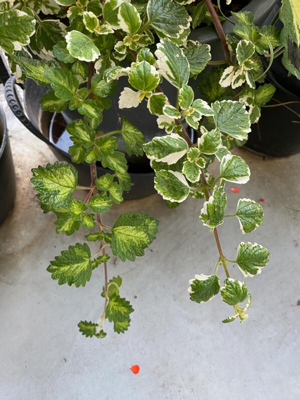 Potée de Plectranthus coleoides 'Vareigatus' sur mon balcon, Paris 19e (75)