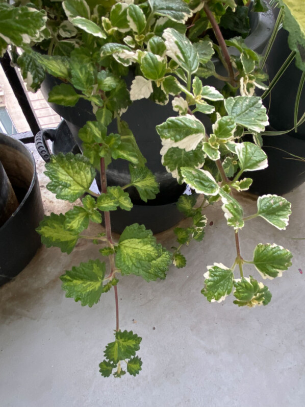 Potée de Plectranthus coleoides 'Vareigatus' sur mon balcon, Paris 19e (75)