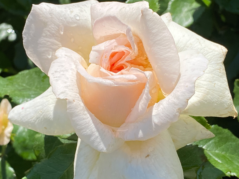 Rose Sweet Love, Week-end de la rose, parc de Bagatelle, Paris 16e (75)