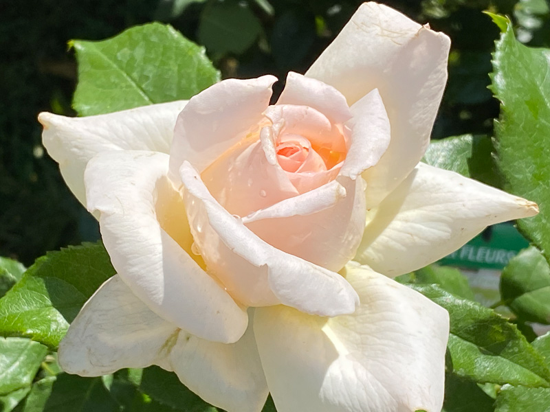 Rose Sweet Love, Week-end de la rose, parc de Bagatelle, Paris 16e (75)