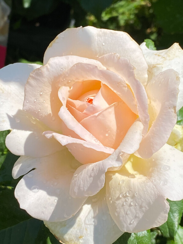 Rose Sweet Love, Week-end de la rose, parc de Bagatelle, Paris 16e (75)