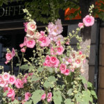 Roses trémières au printemps, Paris 10e (75)