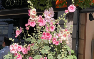 Roses trémières au printemps, Paris 10e (75)