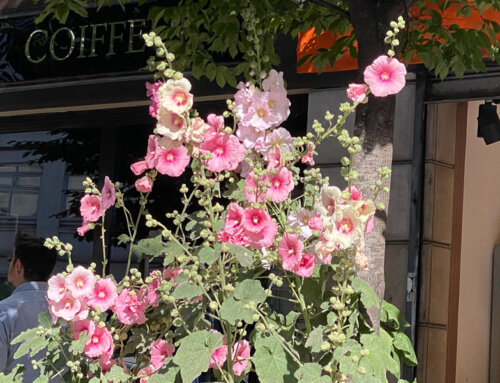 Brassée de roses trémières parisiennes