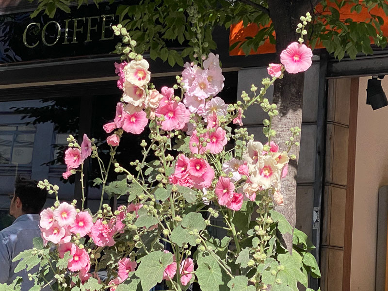 Roses trémières au printemps, Paris 10e (75)