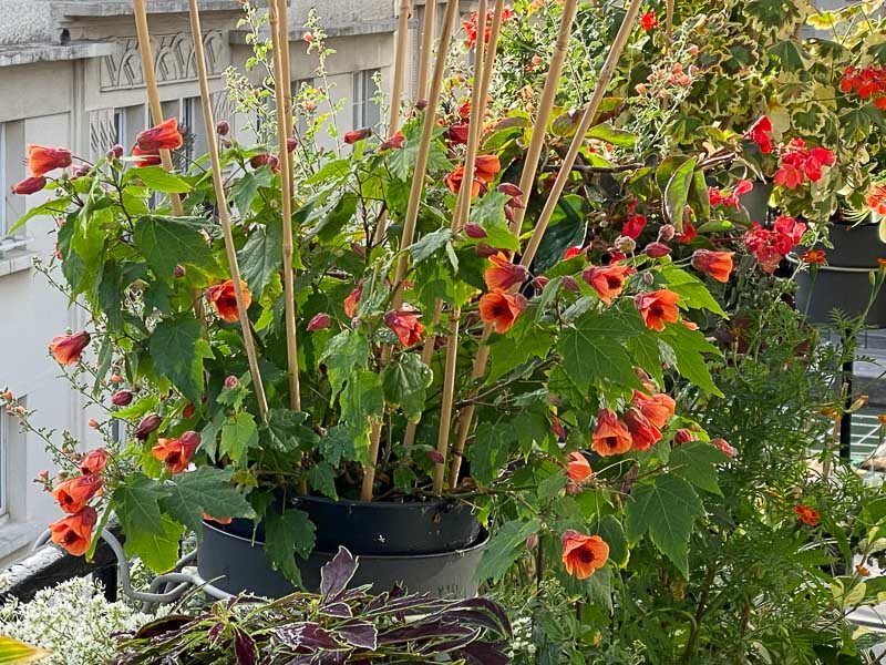 Potée fleurie d'abutilon en été sur mon balcon parisien, Paris 19ème (75)