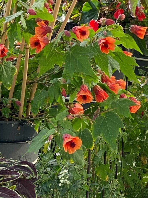 Potée fleurie d'abutilon en été sur mon balcon parisien, Paris 19ème (75)