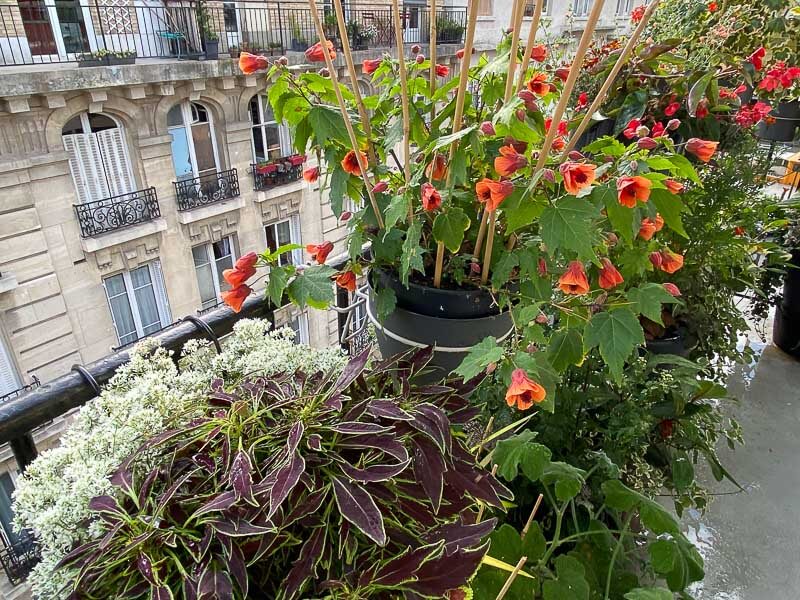 Potée fleurie d'abutilon en été sur mon balcon parisien, Paris 19ème (75)