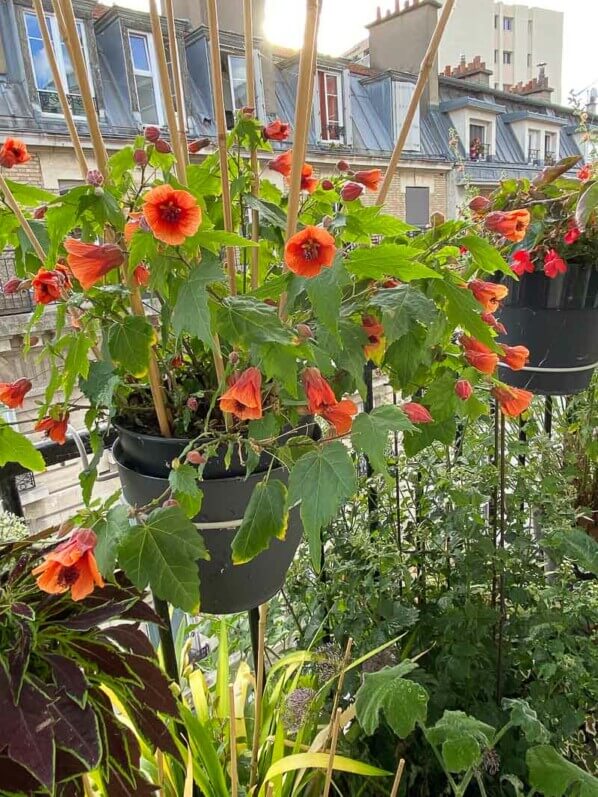 Potée fleurie d'abutilon en été sur mon balcon parisien, Paris 19ème (75)