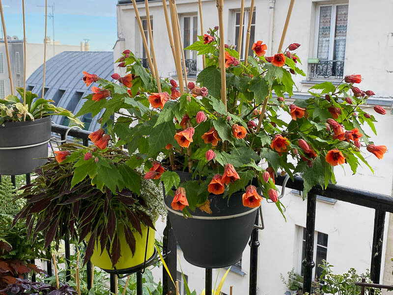 Potée fleurie d'abutilon en été sur mon balcon parisien, Paris 19ème (75)