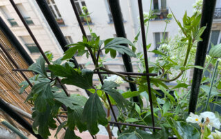 Aconit austroyunnanense BSWJ sur mon balcon parisien, plante grimpante, Paris 19e (75)