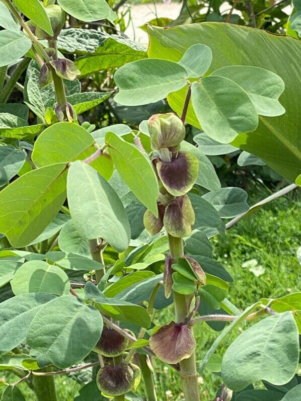 Amicie à fleurs jaunes, Amicia zygomeris, en été dans le Jardin des Plantes, Paris 5ème (75)