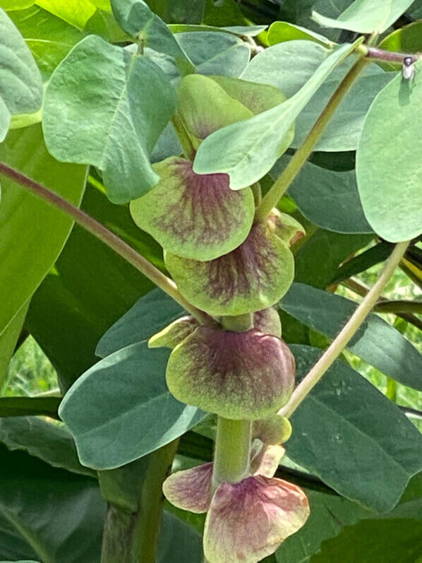 Amicie à fleurs jaunes, Amicia zygomeris, en été dans le Jardin des Plantes, Paris 5ème (75)