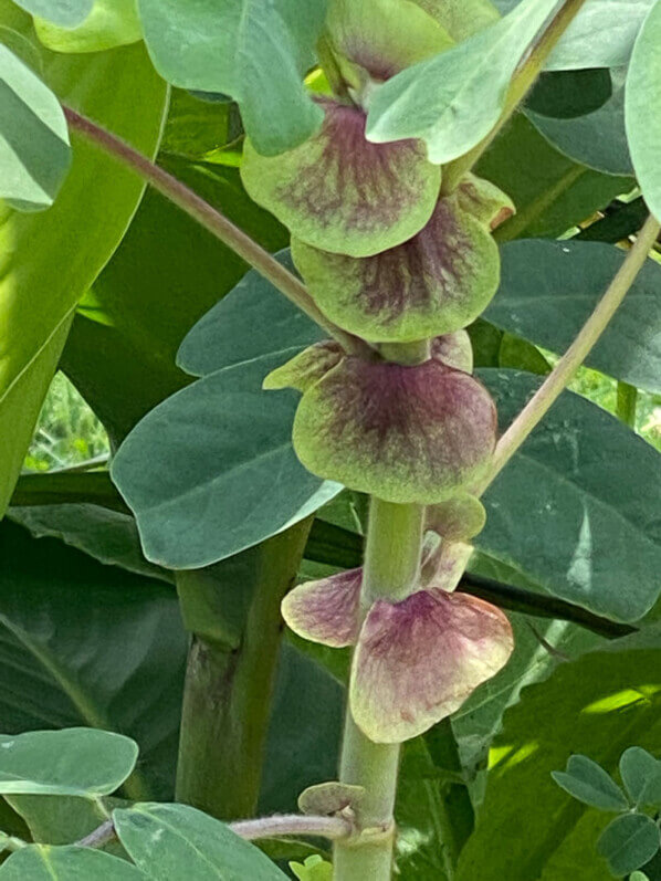 Amicie à fleurs jaunes, Amicia zygomeris, en été dans le Jardin des Plantes, Paris 5ème (75)