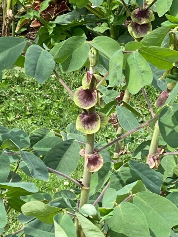 Amicie à fleurs jaunes, Amicia zygomeris, en été dans le Jardin des Plantes, Paris 5ème (75)