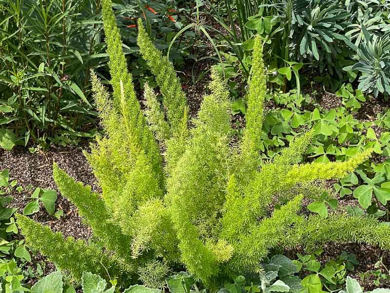 Asparagus densiflorus 'Myers' en éré dans le Jardin des Plantes, Paris 5ème (75)