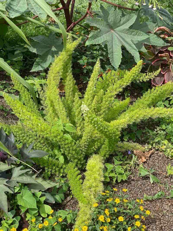 Asparagus densiflorus 'Myers' en éré dans le Jardin des Plantes, Paris 5ème (75)