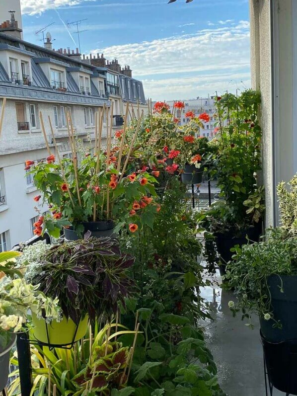 En été sur mon balcon parisien, Paris 19ème (75)