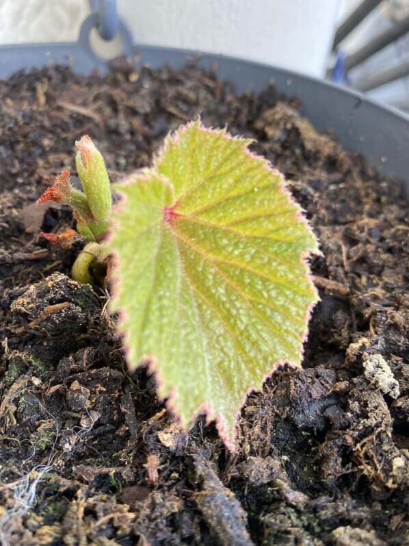 Begonia 'Torsa' au printemps sur mon balcon parisien, Paris 19e (75)