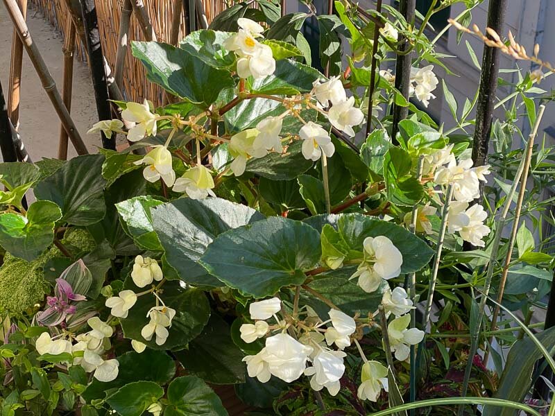 Begonia Big en été sur mon balcon parisien, Paris 19ème (75)