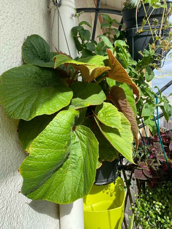 Begonia 'Torsa' en été sur mon balcon parisien, Paris 19ème (75)