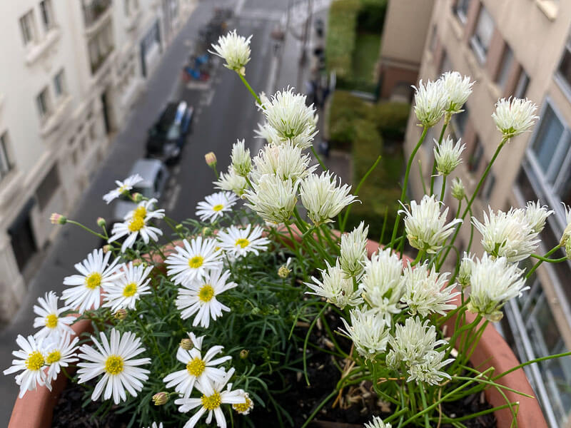 Brachycome au printemps sur mon balcon parisien, Paris 19e (75)