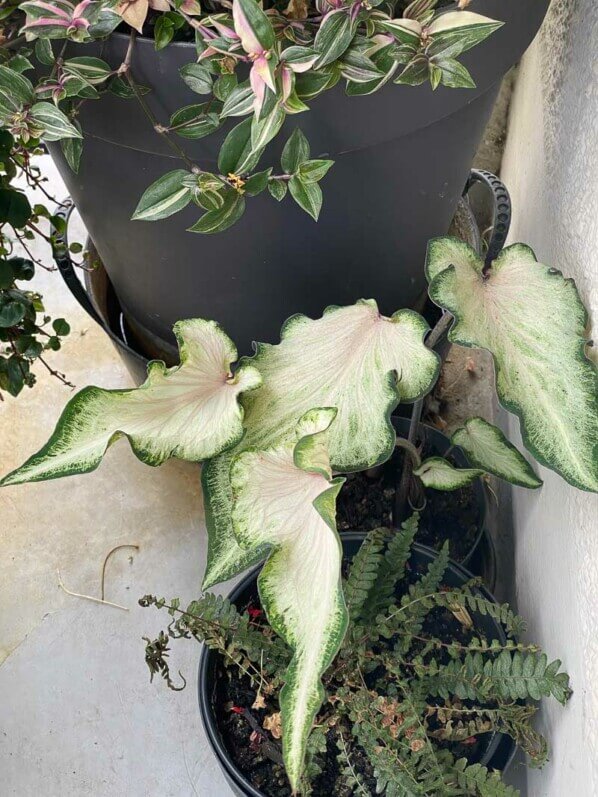 Potée de Caladium (Araceae) en été sur mon balcon parisien, Paris 19ème (75)