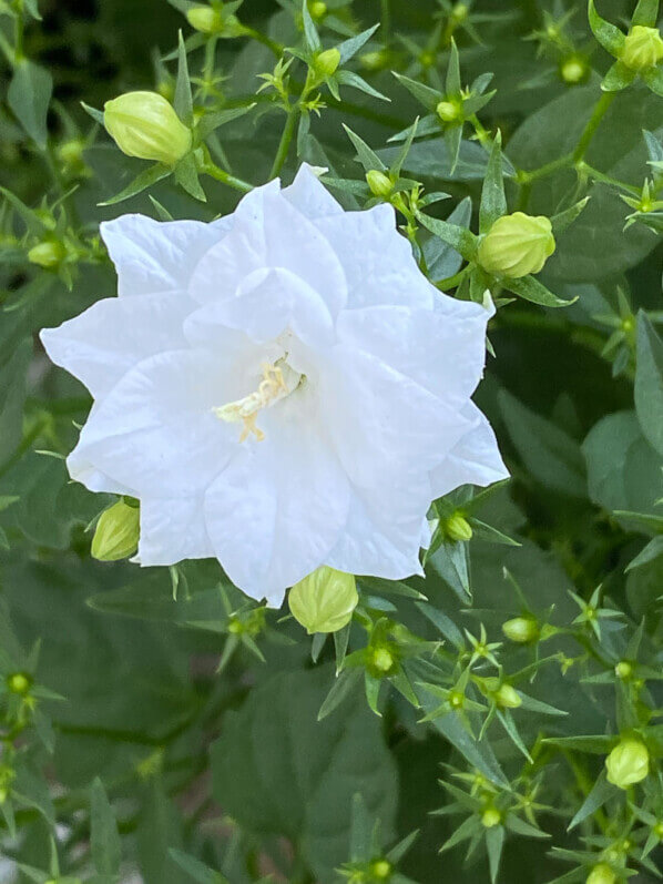 Campanula haylodgensis ‘White Bali’ en été sur mon balcon parisien, Paris 19ème (75)