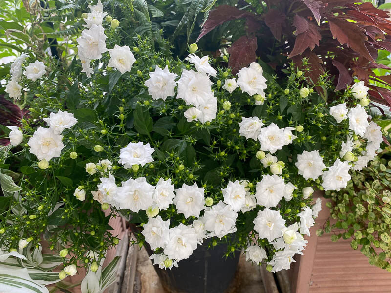 Campanula haylodgensis ‘White Bali’, campanule, en été sur mon balcon parisien, Paris 19ème (75)