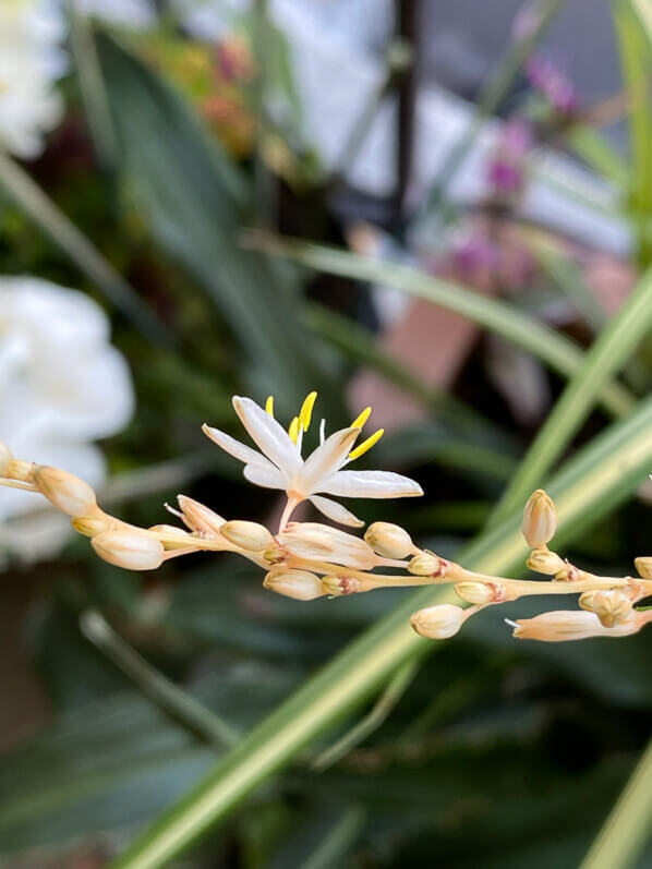 Chlorophytum saundersiae 'Starlight' en été sur mon balcon parisien, Paris 19ème (75)