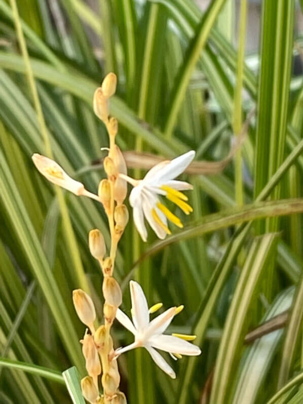 Chlorophytum saundersiae 'Starlight' en été sur mon balcon parisien, Paris 19ème (75)