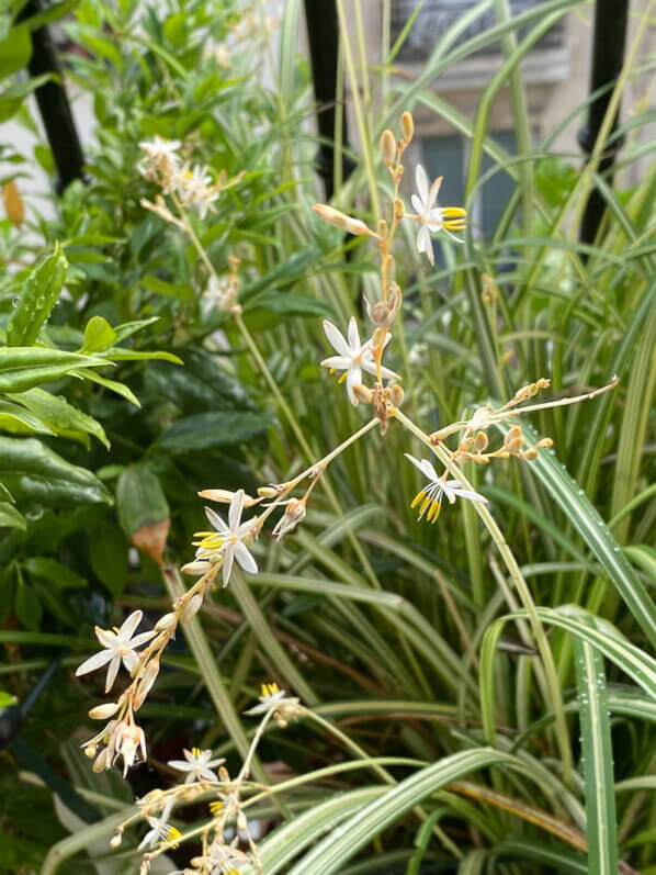 Chlorophytum saundersiae 'Starlight' en été sur mon balcon parisien, Paris 19ème (75)