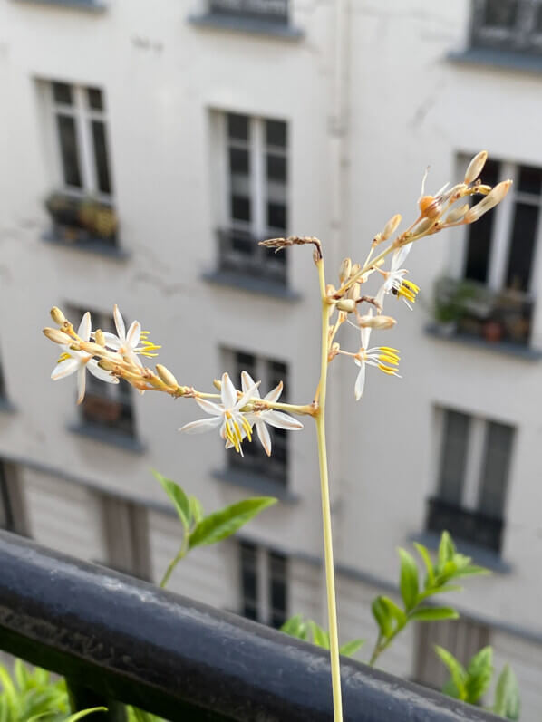 Chlorophytum saundersiae 'Starlight' en été sur mon balcon parisien, Paris 19ème (75)