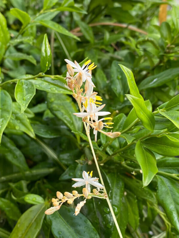 Lire la suite à propos de l’article La floraison délicate du Chlorophytum (Anthericum) saundersiae ‘Starlight’