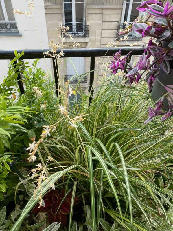 Chlorophytum saundersiae 'Starlight' en été sur mon balcon parisien, Paris 19ème (75)