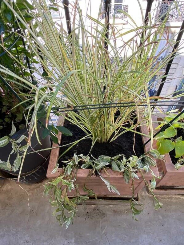 Chlorophytum et Tradescantia. Au printemps sur mon balcon parisien, Paris 19e (75)