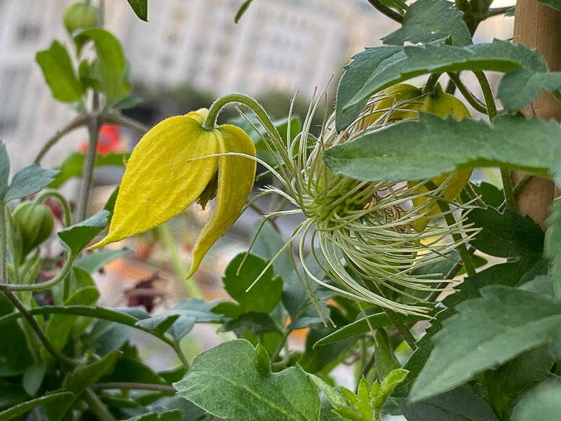 Clematis ‘Little Lemons’, clématite, en été sur mon balcon parisien, Paris 19ème (75)