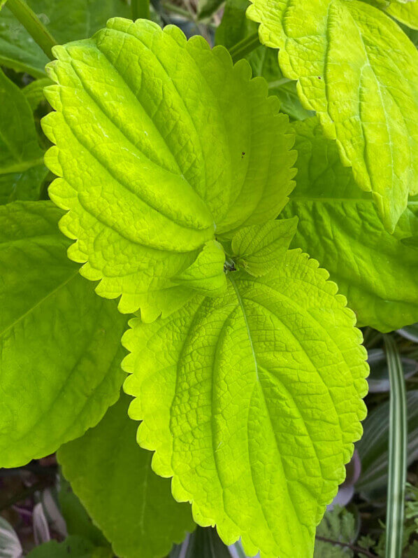 Lire la suite à propos de l’article Coléus vert chartreuse presque fluo