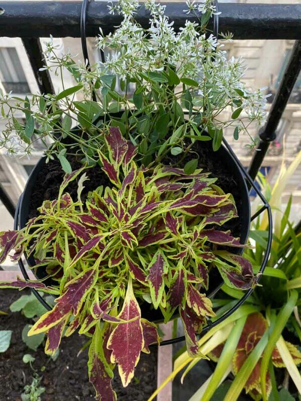 Coléus et euphorbe au printemps sur mon balcon parisien, Paris 19e (75)