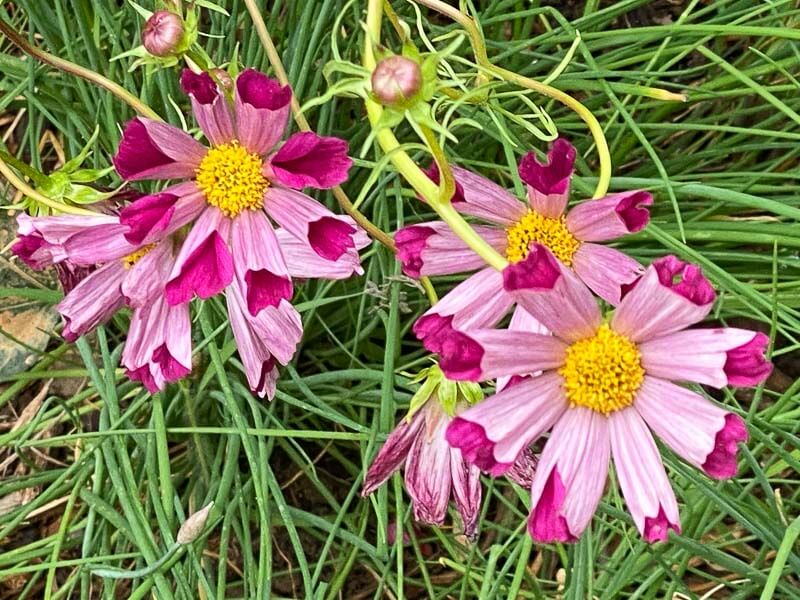 Cosmos 'Sea Shell', fleur annuelle, Festival International des Jardins, Chaumont-sur-Loire (41)