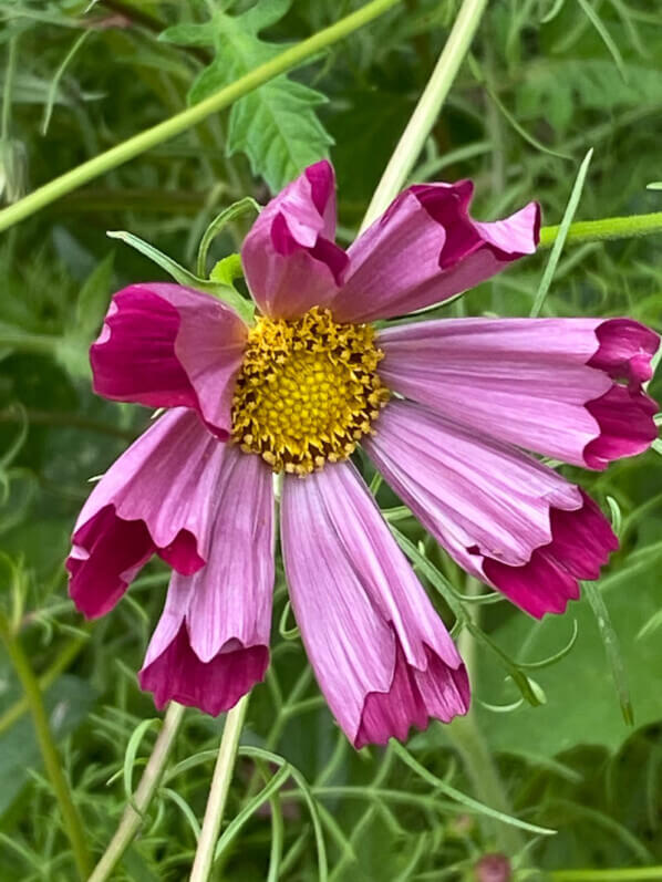 Cosmos 'Sea Shell', fleur annuelle, Festival International des Jardins, Chaumont-sur-Loire (41)