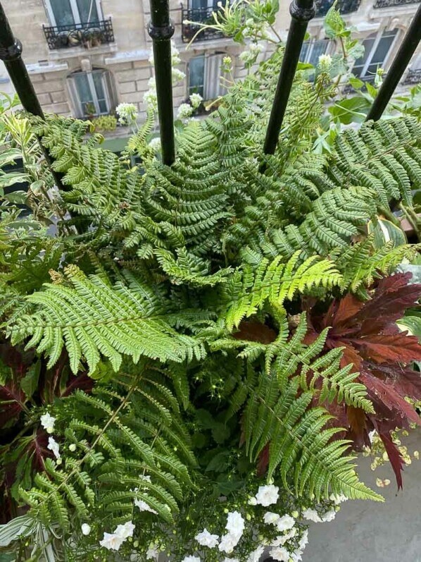 Lire la suite à propos de l’article Dryopteris wallichiana ‘Jurassic Gold’, magnifique et robuste
