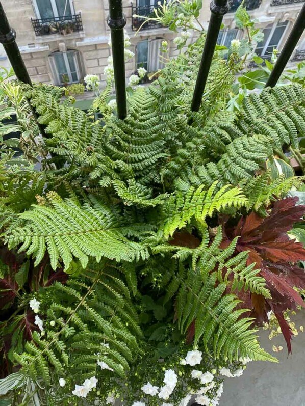 Dryopteris wallichiana 'Jurassic Gold' en été sur mon balcon parisien, Paris 19ème (75)