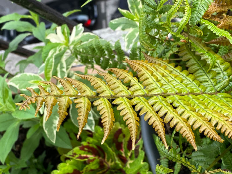 Dryopteris wallichiana 'Jurassic Gold' au printemps sur mon balcon parisien, Paris 19e (75)