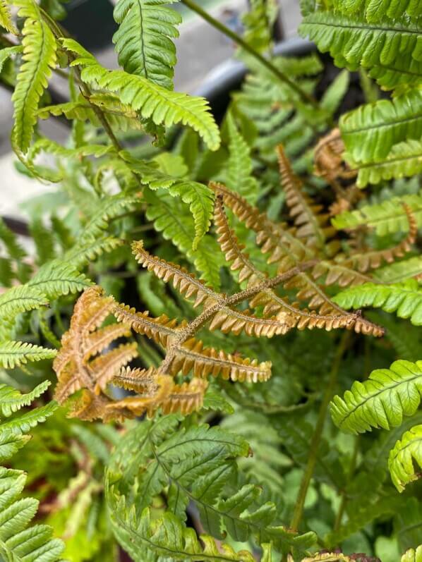 Dryopteris wallichiana 'Jurassic Gold' au printemps sur mon balcon parisien, Paris 19e (75)