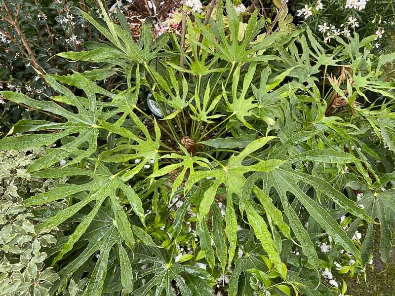 Fatsia polycarpa 'Green Finger', Fête des Plantes printemps, Domaine de Saint-Jean de Beauregard, Saint-Jean de Beauregard (91)